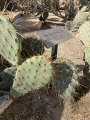Opuntia polyacantha erinacea