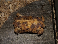 Malacochersus tornieri