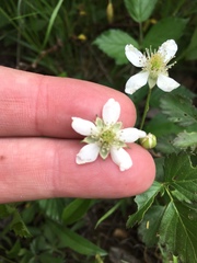 Rubus steelei