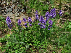 Polygala caucasica