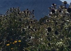 Eryngium guatemalense image