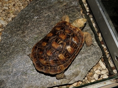 Malacochersus tornieri