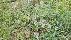 Erodium moschatum