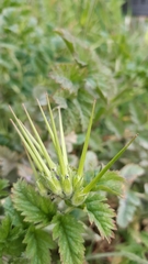 Erodium moschatum