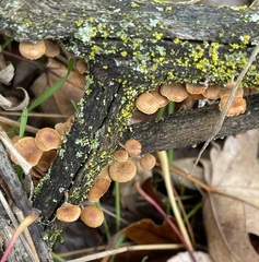 Phaeomarasmius proximans