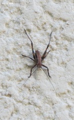 Paratlanticus ussuriensis