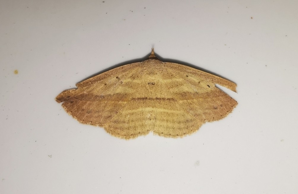 Carsina bendioides