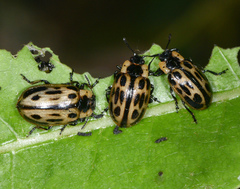 Chrysomela confluens