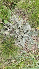 Verbascum sinuatum