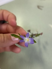 Viola bicolor