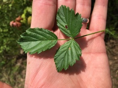Rubus steelei
