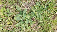 Plantago lanceolata