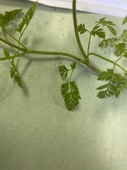 Chaerophyllum tainturieri