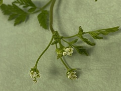 Chaerophyllum tainturieri