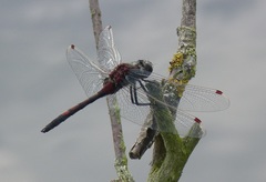 Leucorrhinia rubicunda