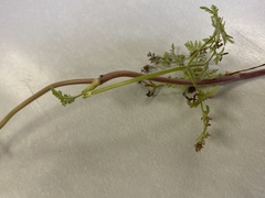 Chaerophyllum tainturieri