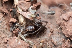 Steatoda incomposita