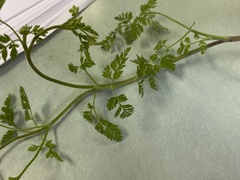 Chaerophyllum tainturieri