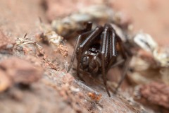 Steatoda incomposita