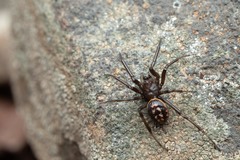 Steatoda incomposita