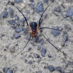 Protolophus tuberculatus