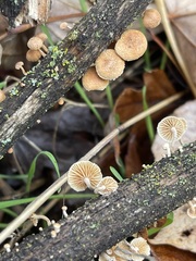 Phaeomarasmius proximans