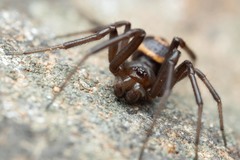 Steatoda incomposita