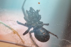 Steatoda incomposita