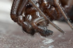 Steatoda incomposita