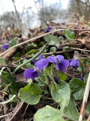 Viola