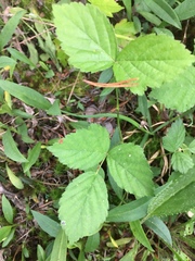 Rubus steelei