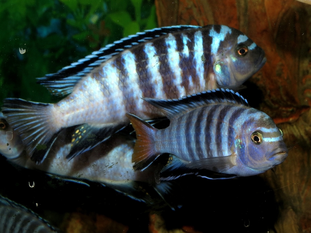 Mbuna allongé (Chindongo elongatus)