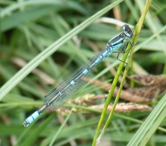 Coenagrion lunulatum