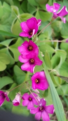 Oxalis articulata