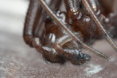 Steatoda incomposita
