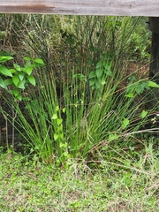 Juncus effusus subsp. solutus image