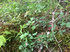 Rubus steelei