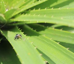 Phiale roburifoliata