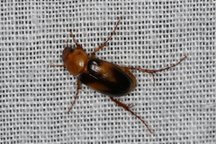 Phyllotocus bimaculatus