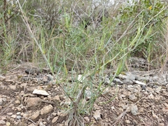 Bupleurum fruticescens