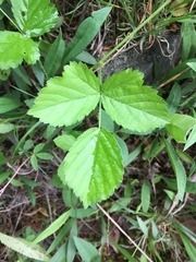Rubus steelei