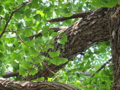 Ginkgo biloba