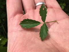 Rubus steelei