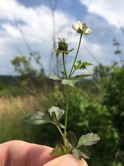 Rubus steelei