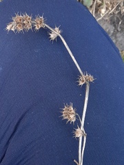 Leonurus quinquelobatus