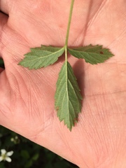 Rubus steelei