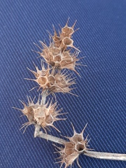 Leonurus quinquelobatus