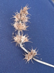 Leonurus quinquelobatus