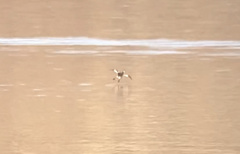 Podiceps auritus cornutus