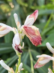 Alpinia calcarata